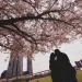 Silhouette of a South Asian couple (desi) standing close together under a canopy of cherry blossom trees in Long Island City.